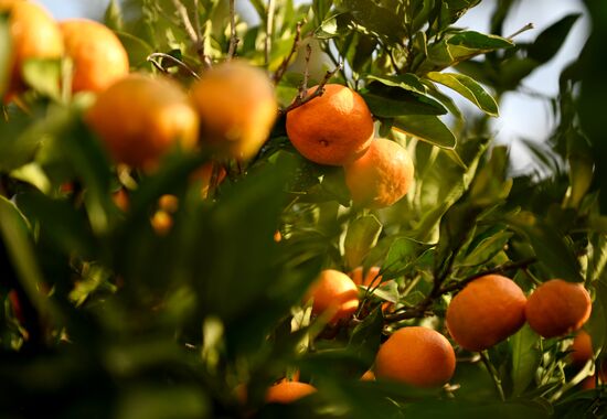 Russia Tangerine Harvesting