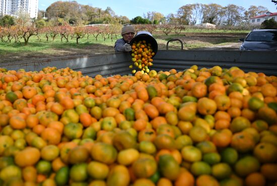 Russia Tangerine Harvesting