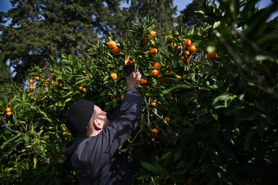 Russia Tangerine Harvesting