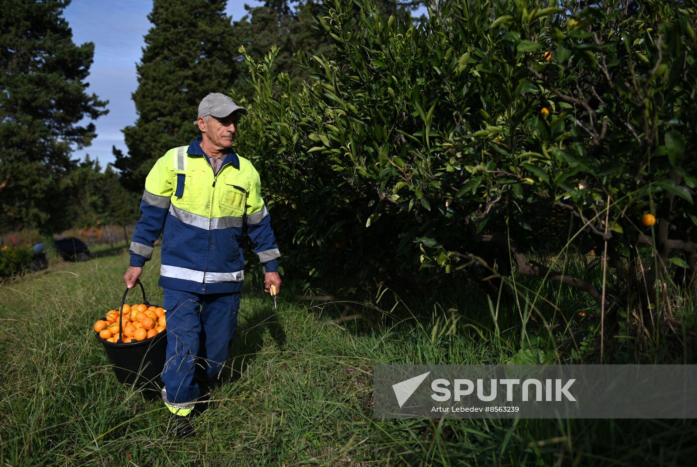 Russia Tangerine Harvesting