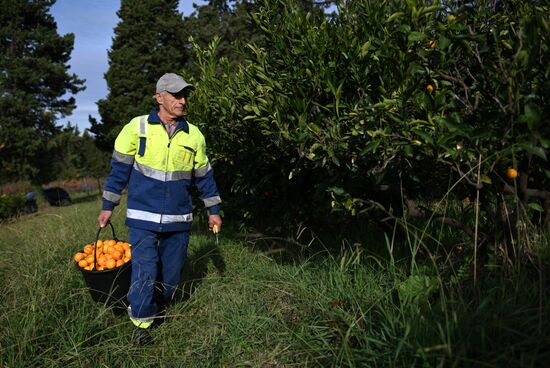 Russia Tangerine Harvesting