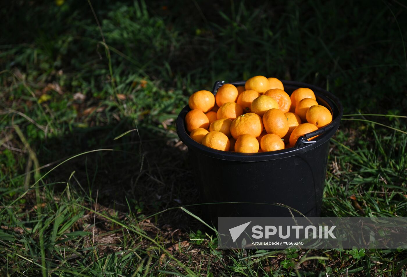 Russia Tangerine Harvesting
