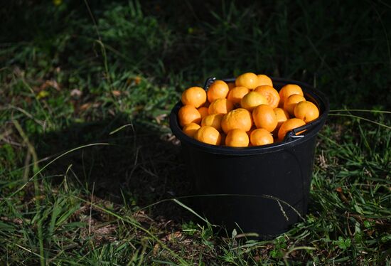 Russia Tangerine Harvesting