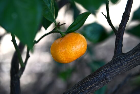 Russia Tangerine Harvesting