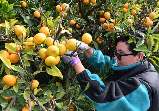 Russia Tangerine Harvesting