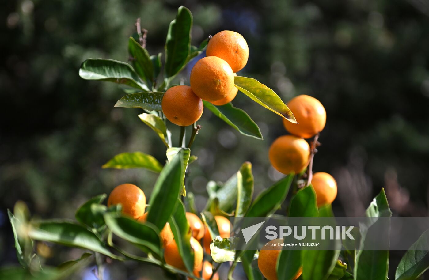 Russia Tangerine Harvesting