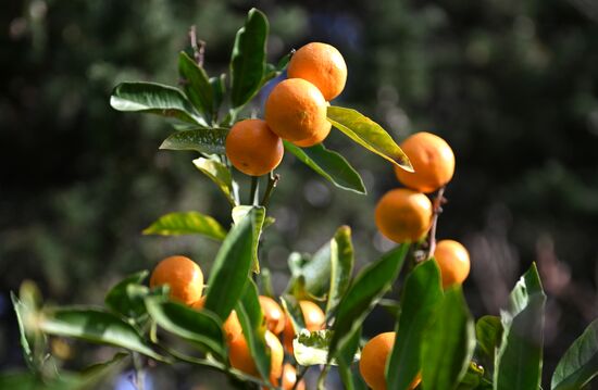 Russia Tangerine Harvesting