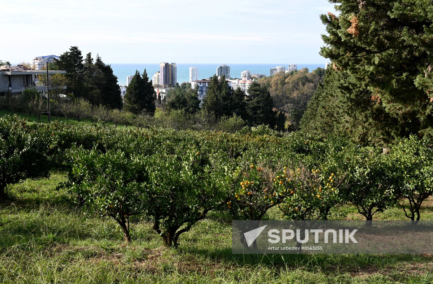 Russia Tangerine Harvesting