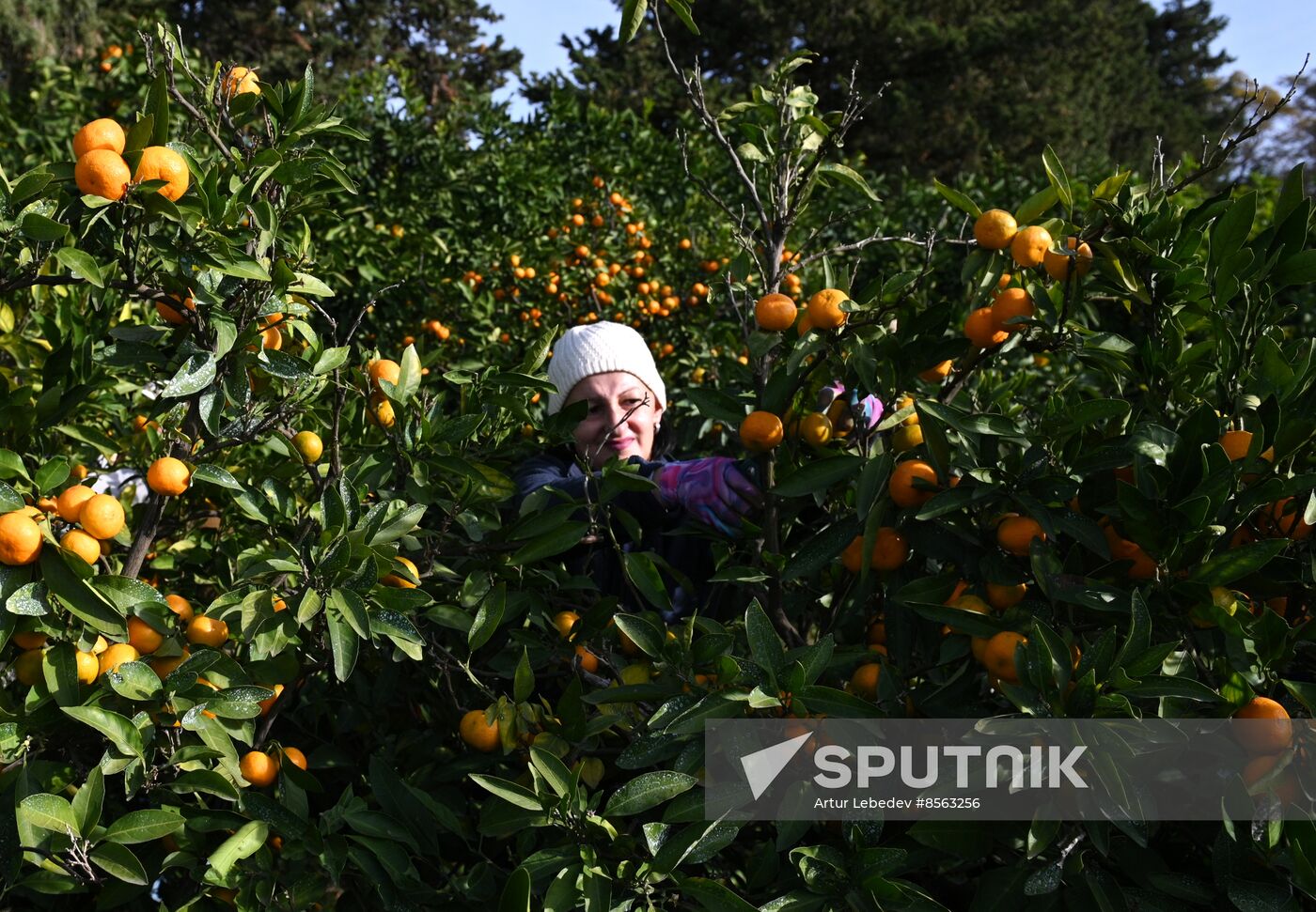 Russia Tangerine Harvesting