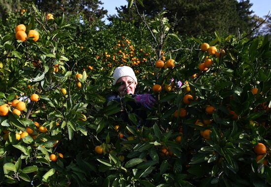 Russia Tangerine Harvesting