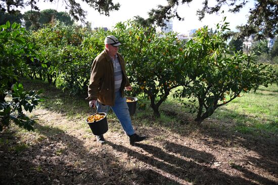 Russia Tangerine Harvesting