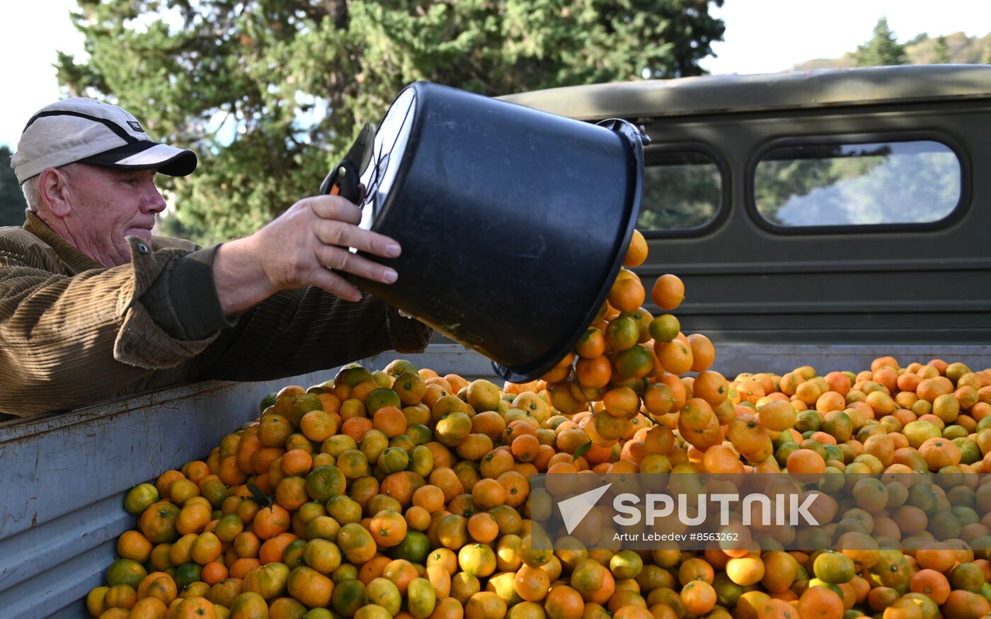 Russia Tangerine Harvesting