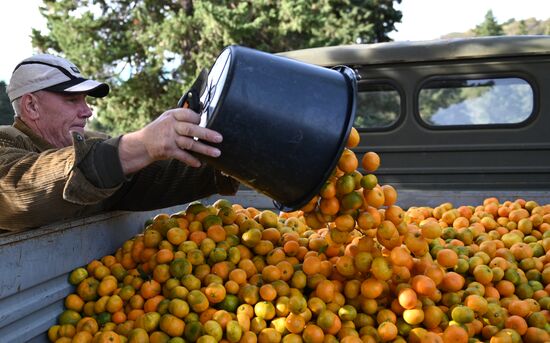 Russia Tangerine Harvesting