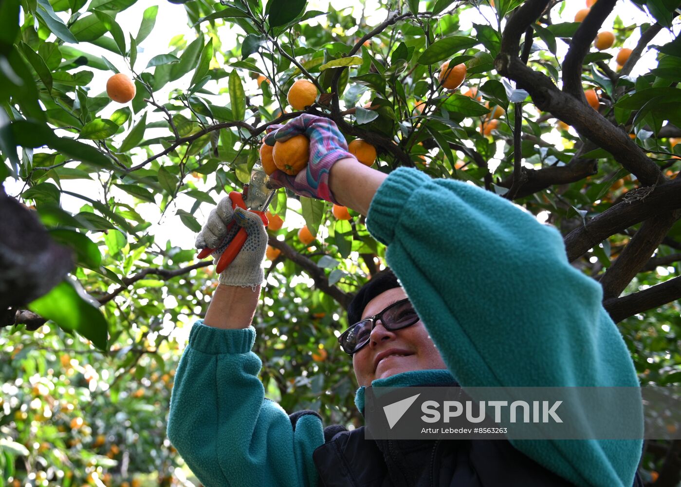 Russia Tangerine Harvesting