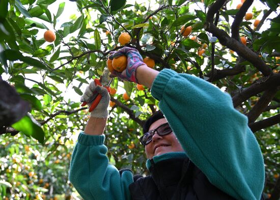 Russia Tangerine Harvesting