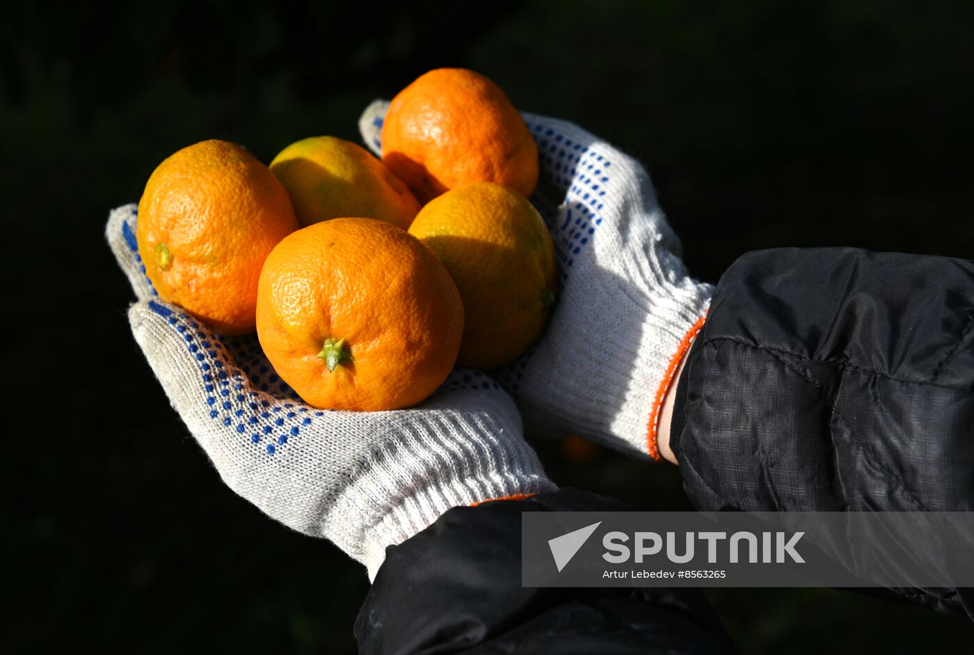 Russia Tangerine Harvesting