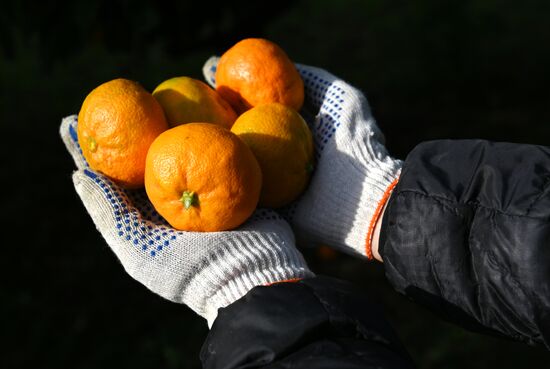 Russia Tangerine Harvesting
