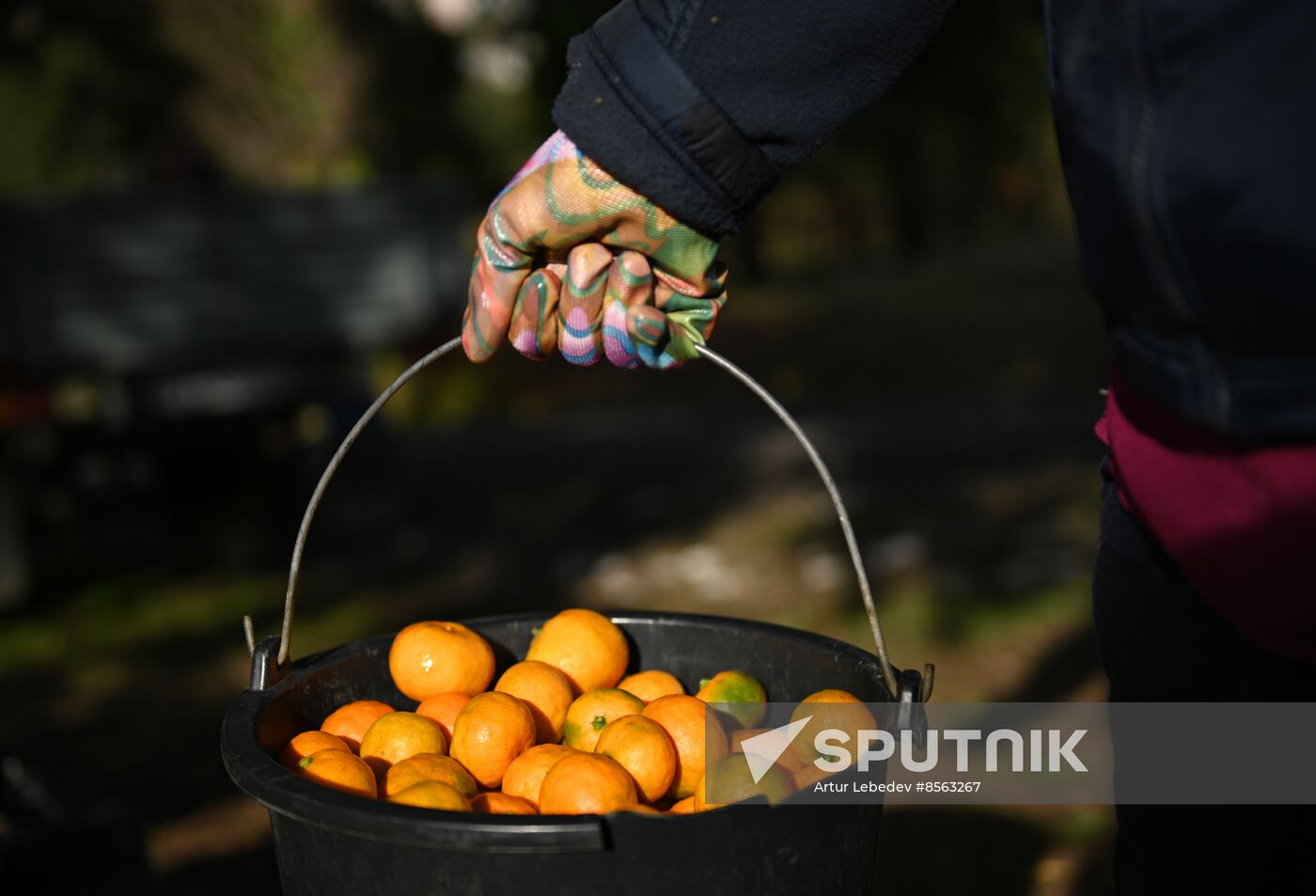Russia Tangerine Harvesting