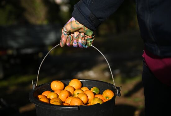 Russia Tangerine Harvesting