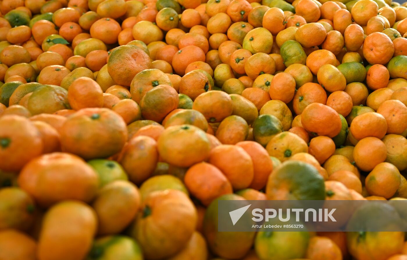 Russia Tangerine Harvesting