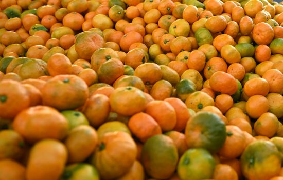 Russia Tangerine Harvesting