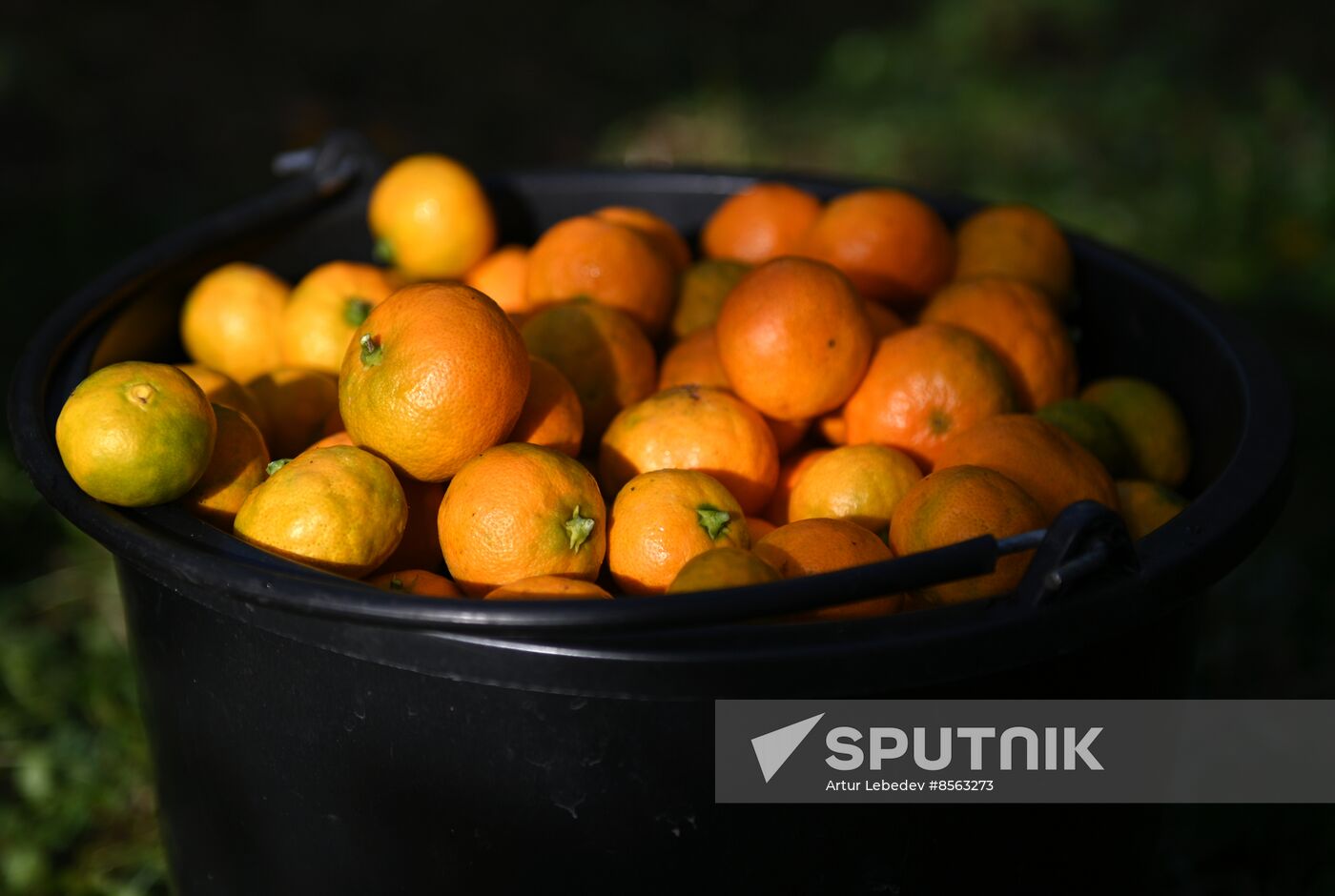 Russia Tangerine Harvesting