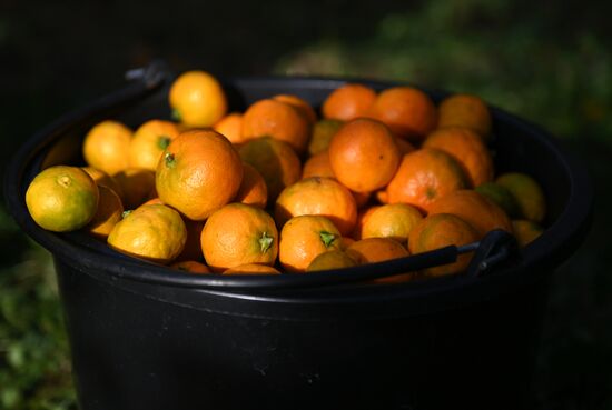 Russia Tangerine Harvesting