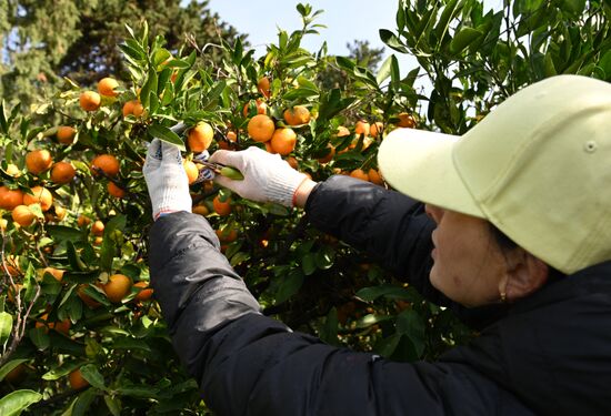 Russia Tangerine Harvesting