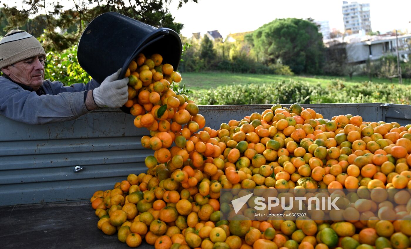 Russia Tangerine Harvesting