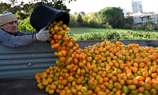 Russia Tangerine Harvesting