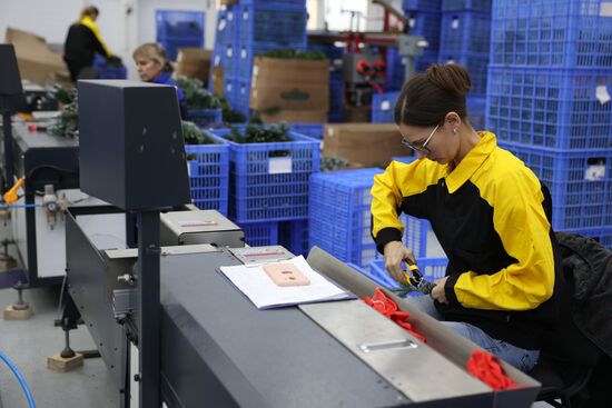 Russia New Year Season Preparations