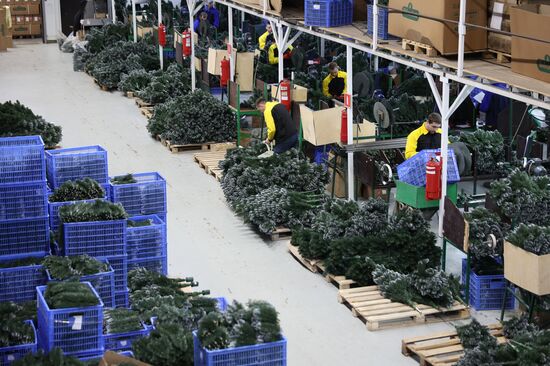 Russia New Year Season Preparations