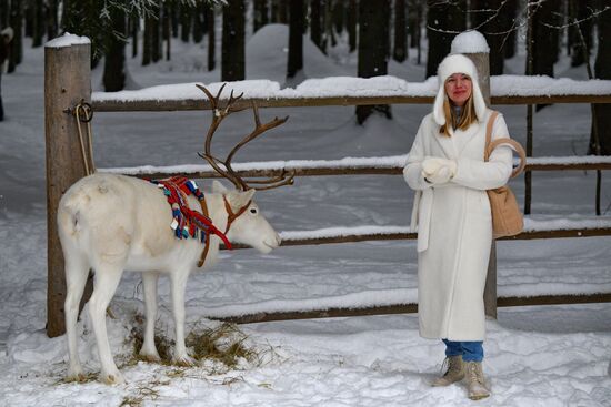 Russia Reindeer Farm