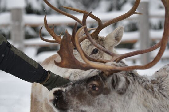 Russia Reindeer Farm