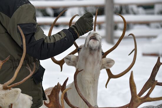 Russia Reindeer Farm