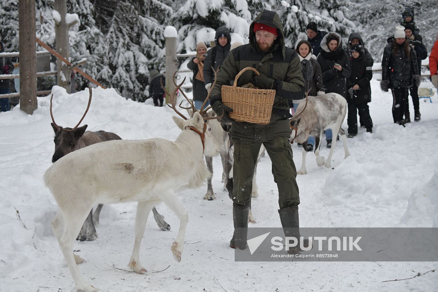 Russia Reindeer Farm