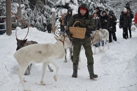 Russia Reindeer Farm