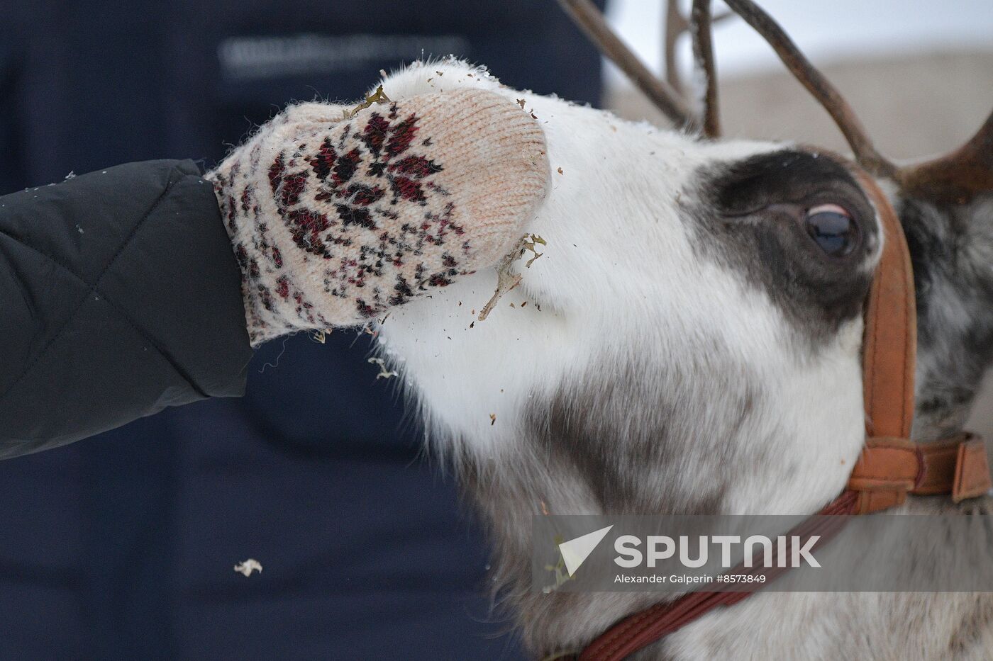 Russia Reindeer Farm