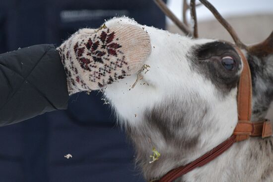 Russia Reindeer Farm