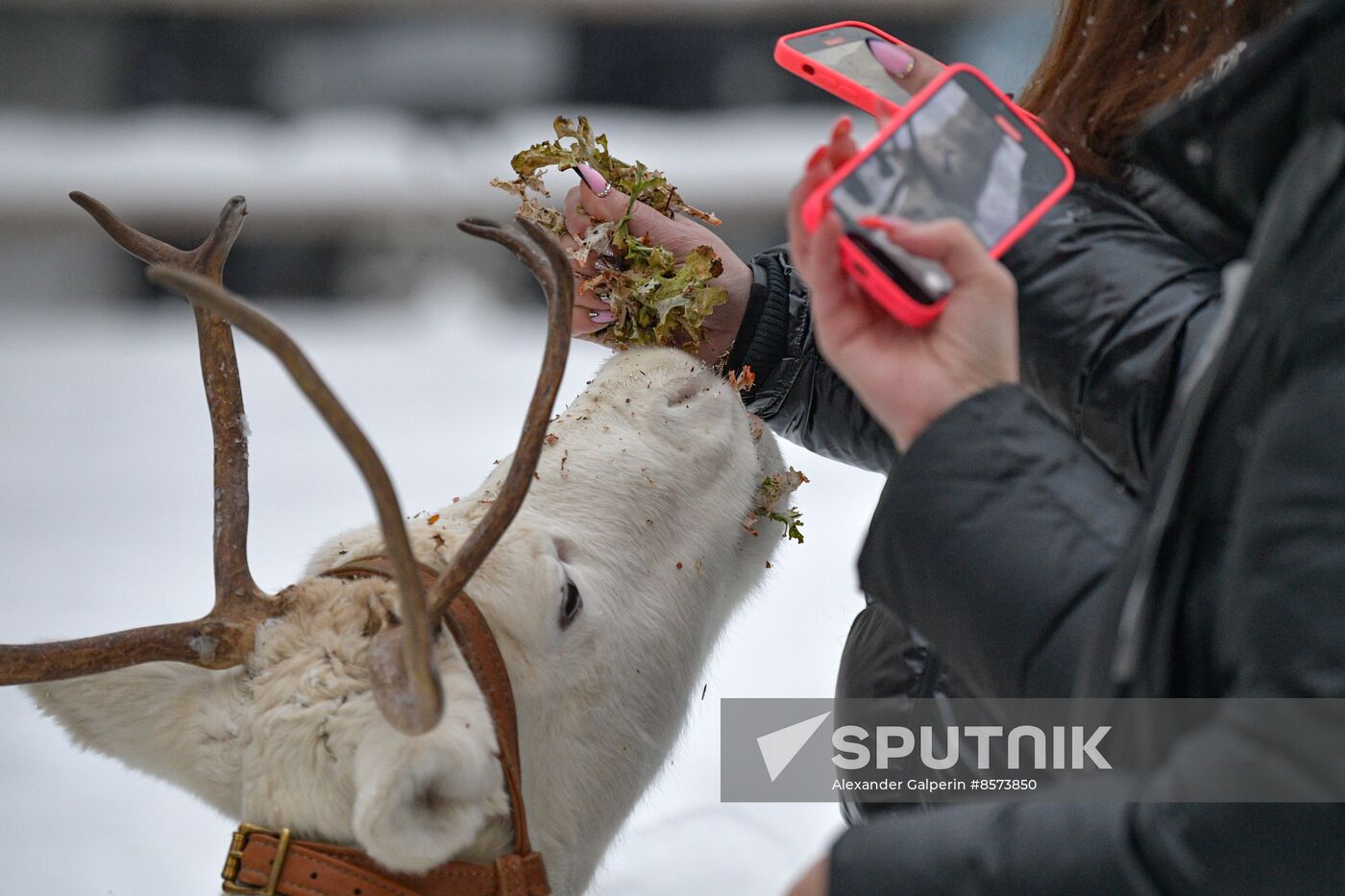 Russia Reindeer Farm