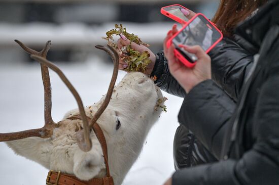 Russia Reindeer Farm