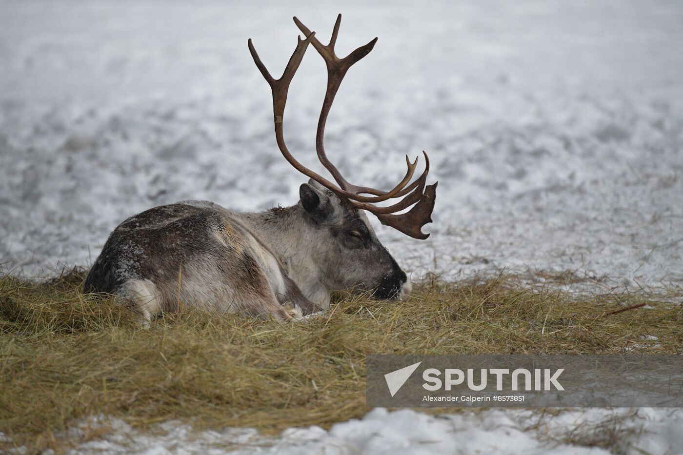 Russia Reindeer Farm