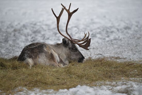 Russia Reindeer Farm