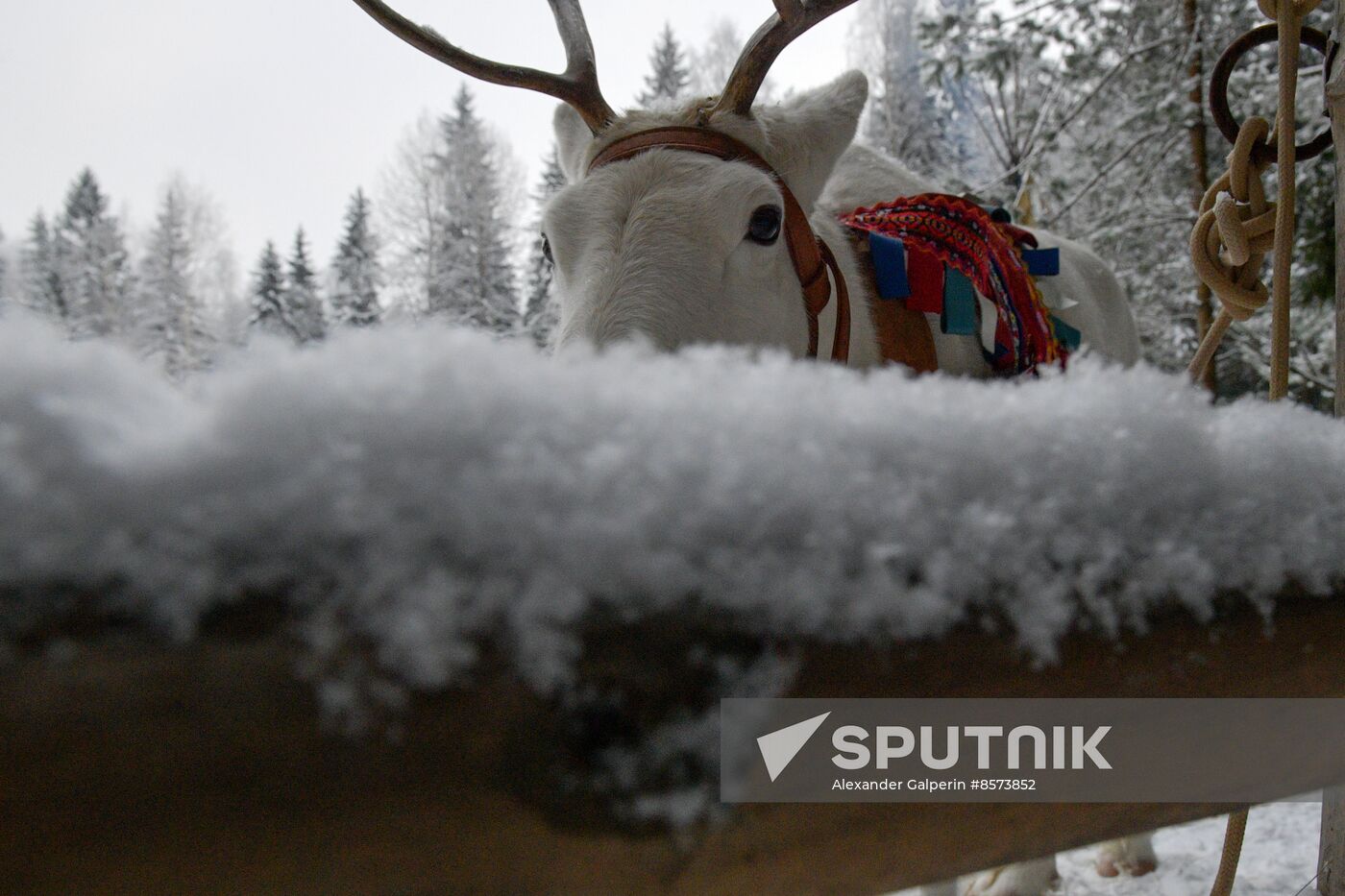 Russia Reindeer Farm