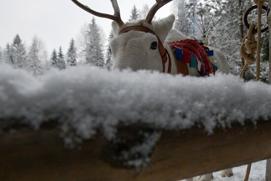 Russia Reindeer Farm
