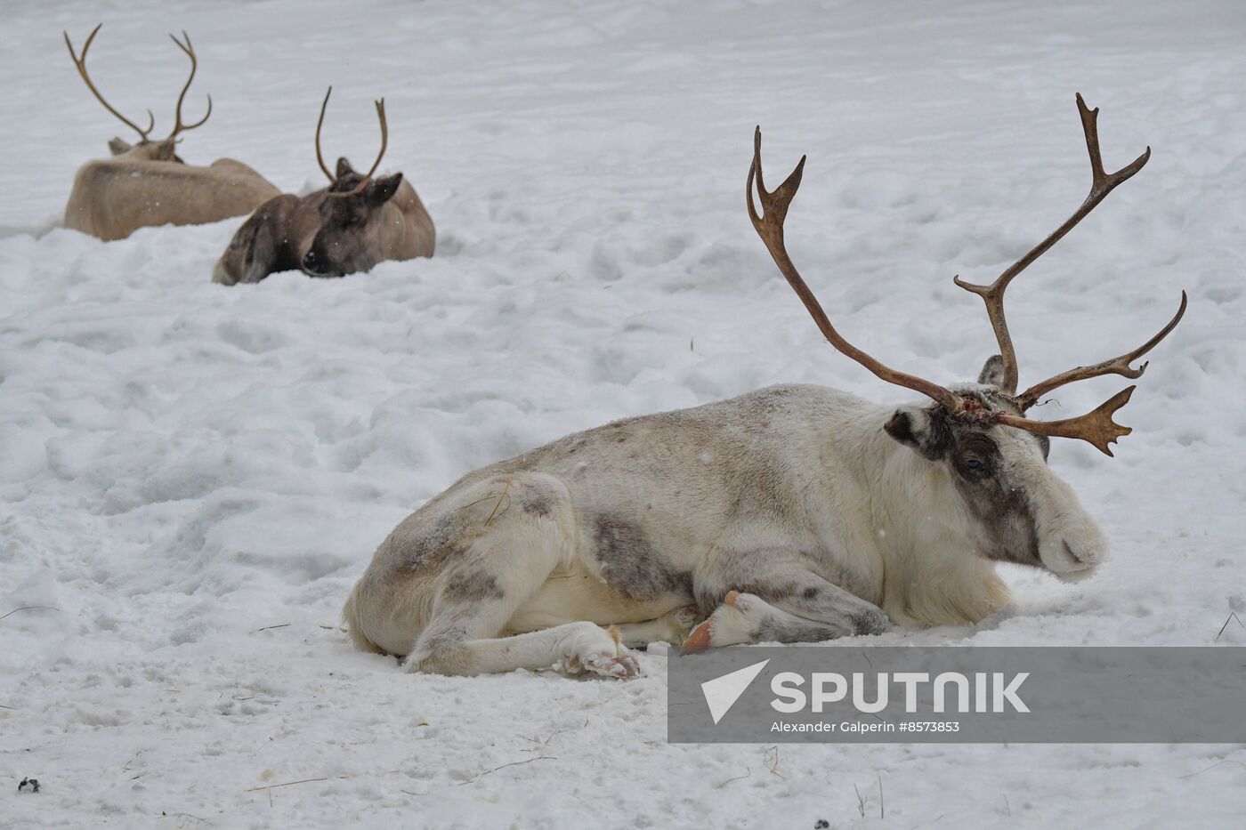 Russia Reindeer Farm