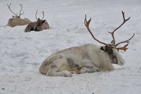 Russia Reindeer Farm