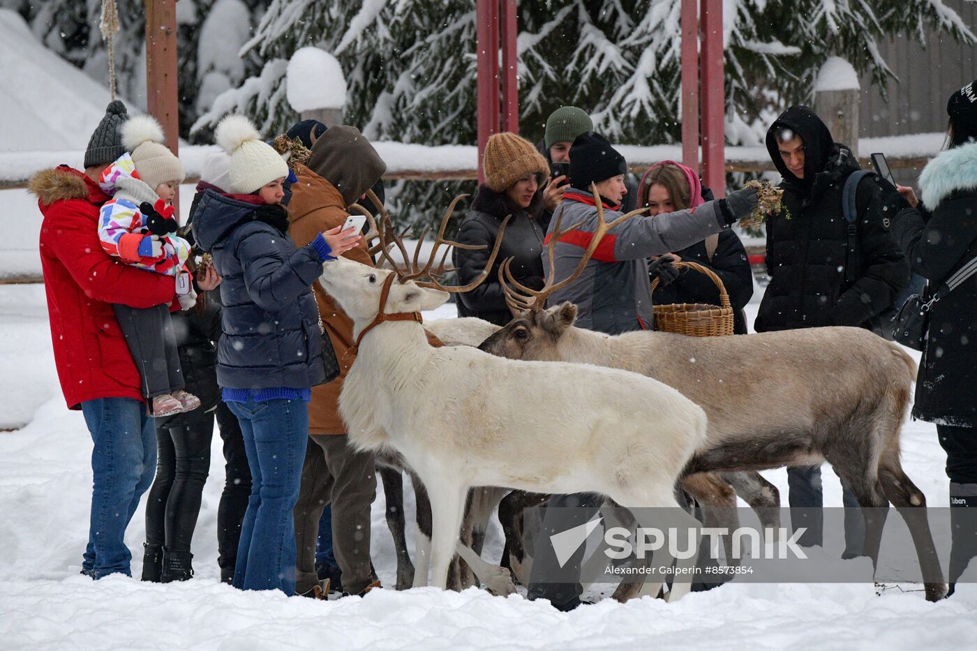 Russia Reindeer Farm