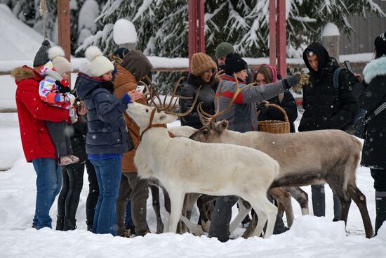 Russia Reindeer Farm