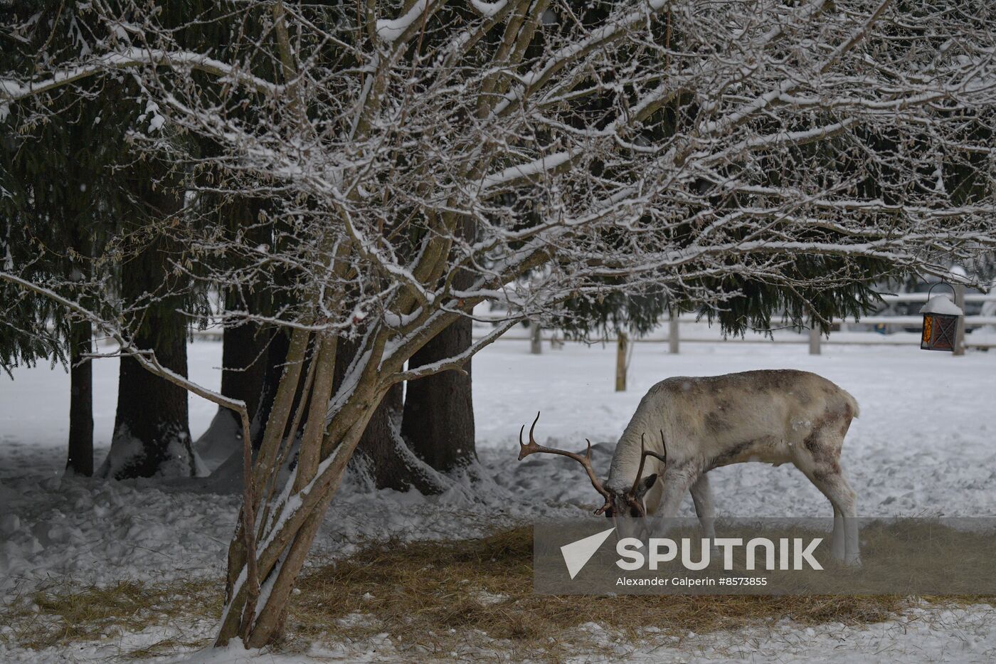 Russia Reindeer Farm